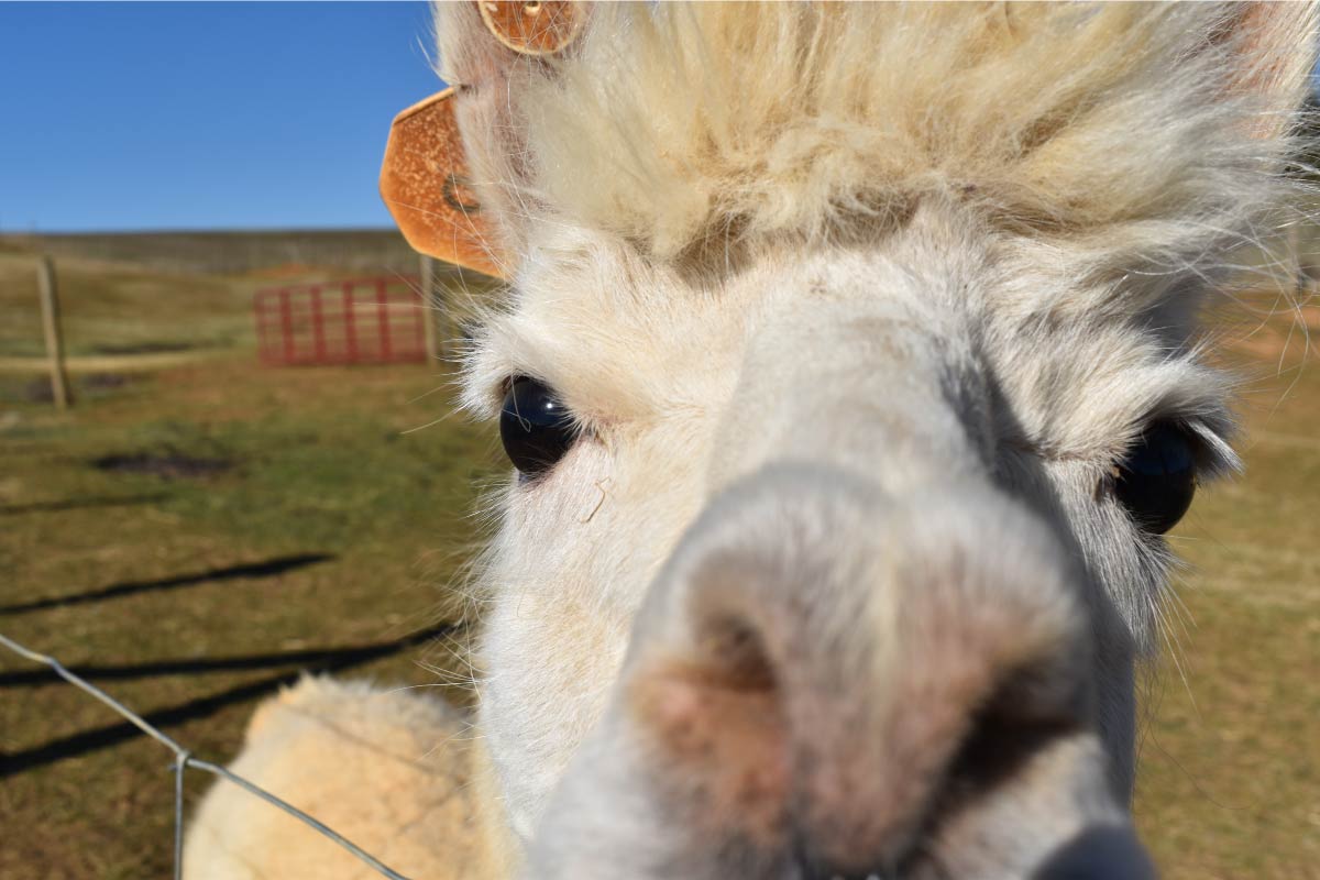 Extreme closeup of alpaca looking at camera