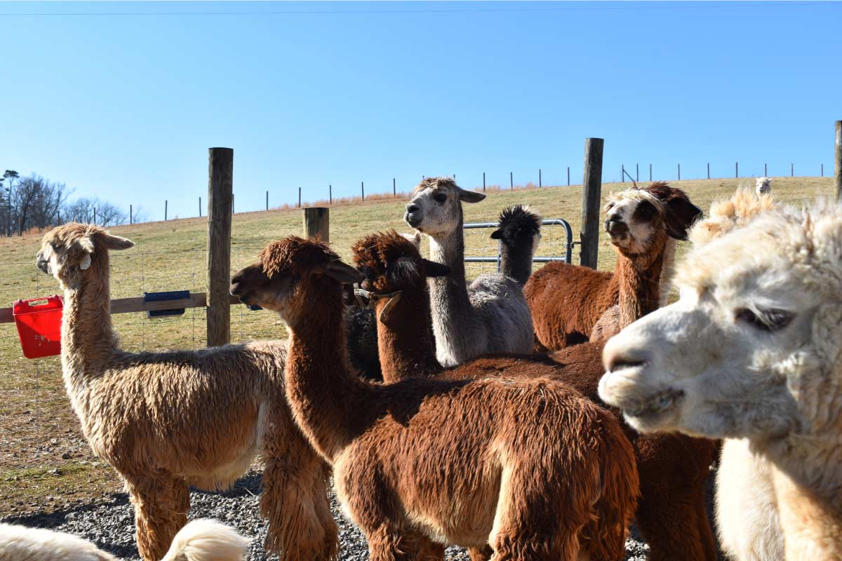 Group shot of a bunch of alpacas