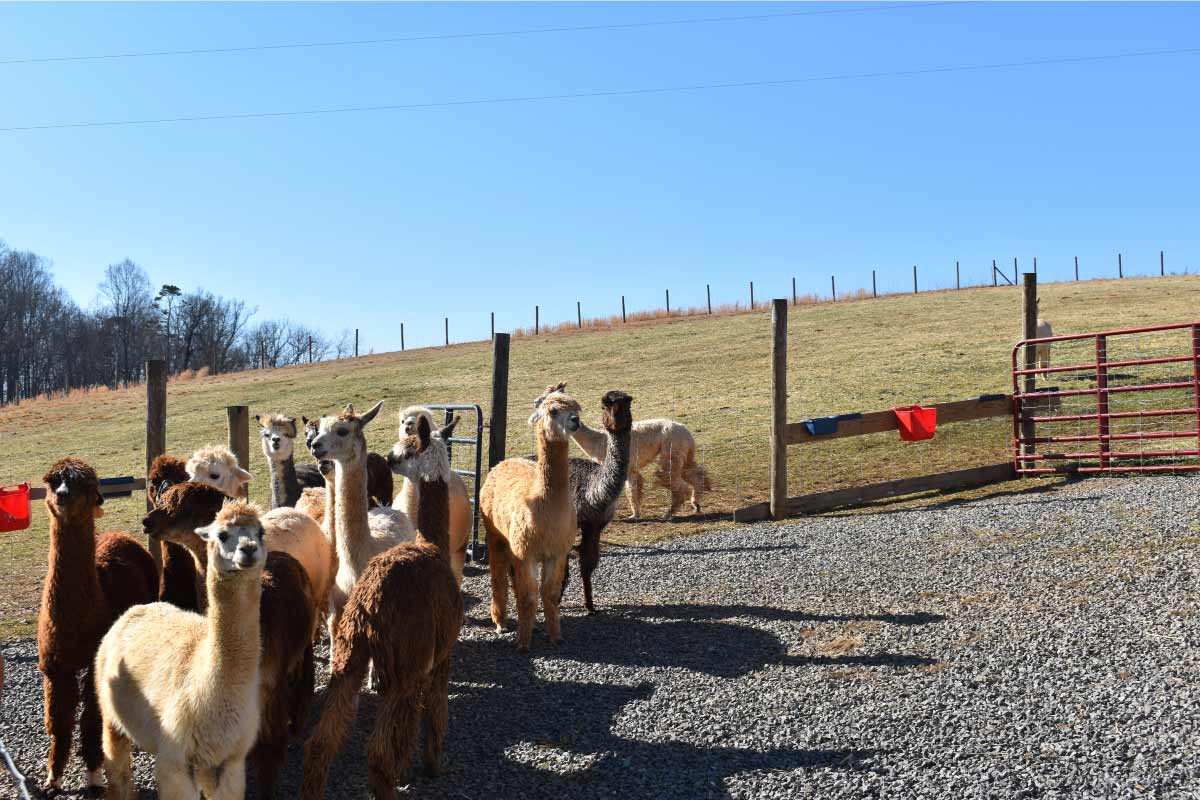 Group shot of a bunch of alpaca on the left side